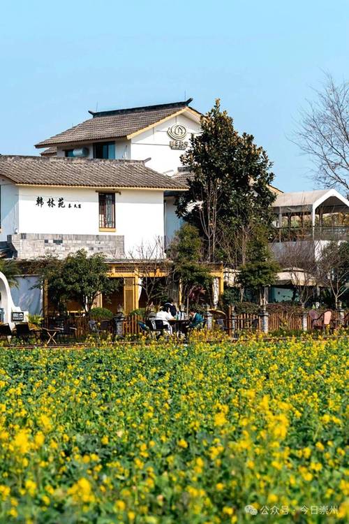 不輸喜洲古鎮(zhèn)，崇州菜花與雪山同框啦！