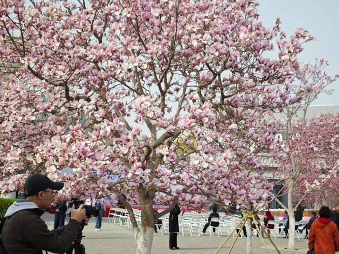 北京國際雕塑公園第二十二屆玉蘭賞花季盛大開幕