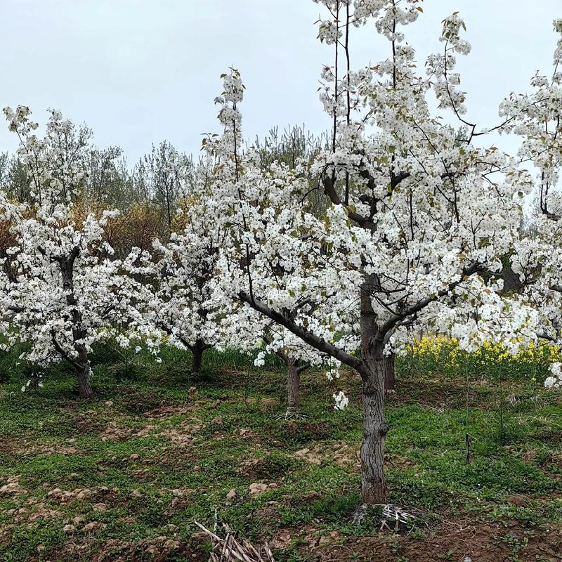泰安市岱岳區(qū)第三屆梨花節(jié)啟幕在即，梨樹花開正艷