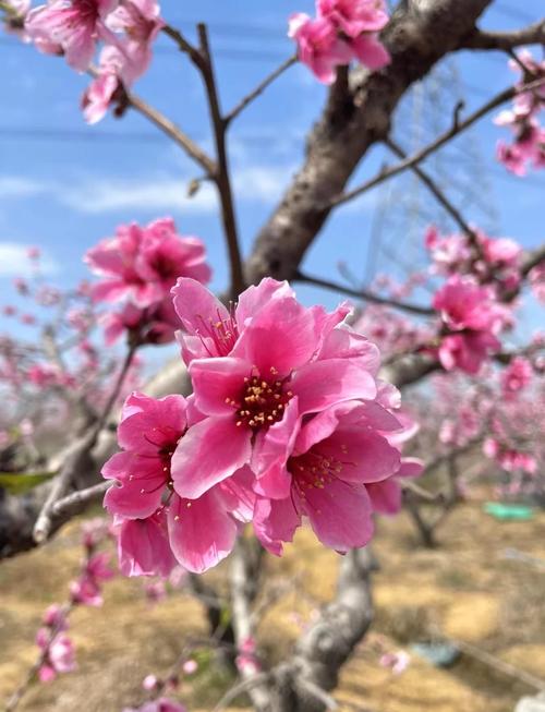 【晉源美】速來！太原植物園 晉陽湖山桃花盛開如海