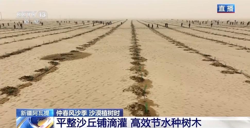 “鎖邊”擴(kuò)邊”塔克拉瑪干沙漠植樹造綠迎來新進(jìn)展