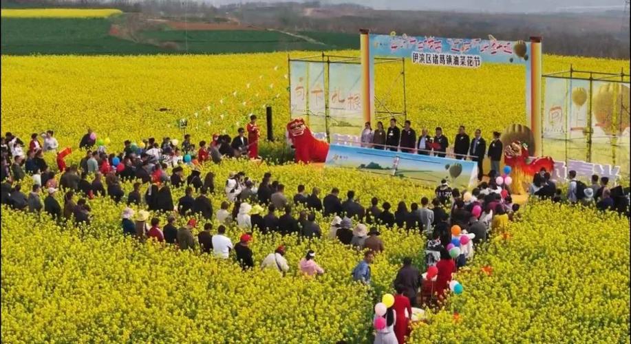 2025年19集：河南省洛陽(yáng)伊濱區(qū)諸葛鎮(zhèn)劉溝村，春日賞油菜花好去處