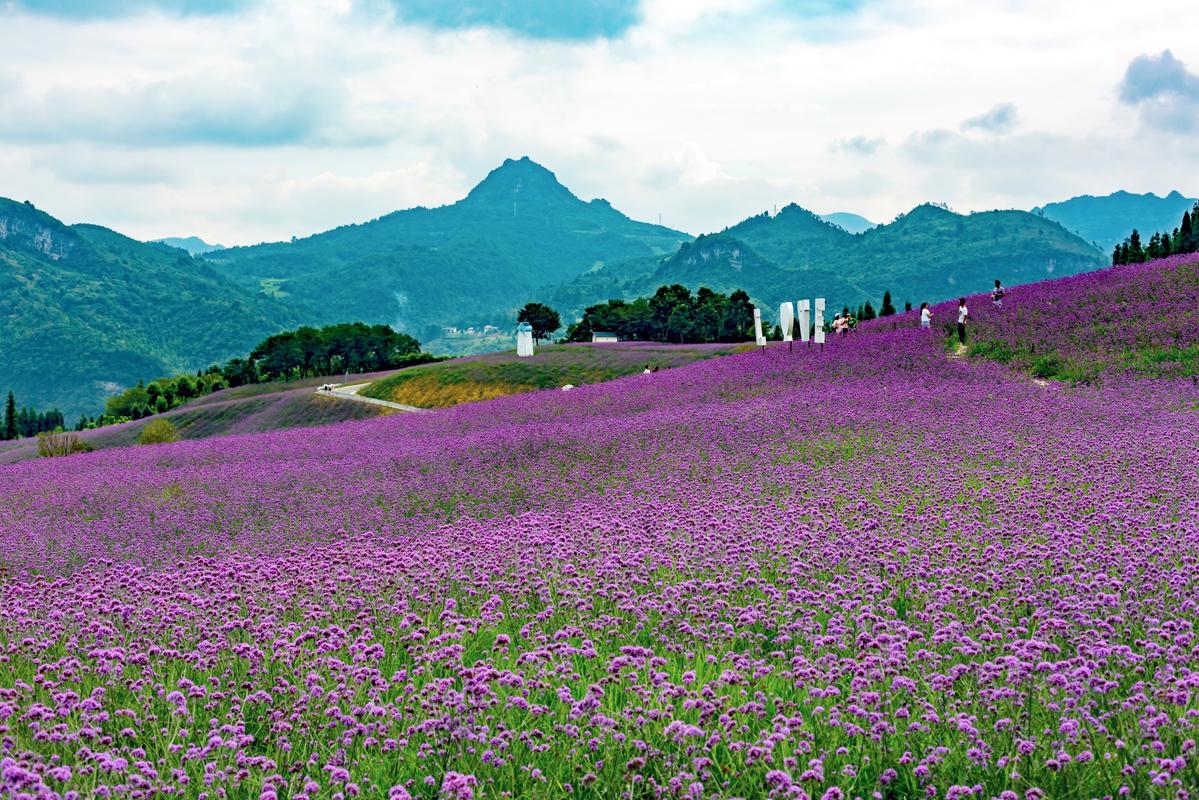 7000余畝浪漫花海，就在桐梓這里.