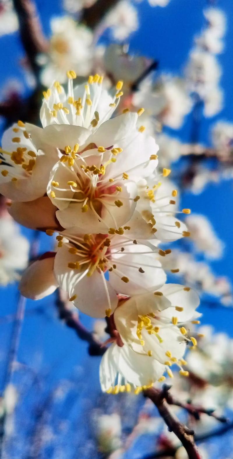 追花逐夢看新疆丨來新疆伊寧 賞詩意杏花#伊寧 海棠路