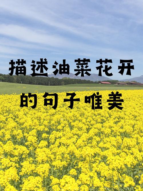 四月，油菜花開，山川溢彩，遍野鎏金。一場花開，大美無言