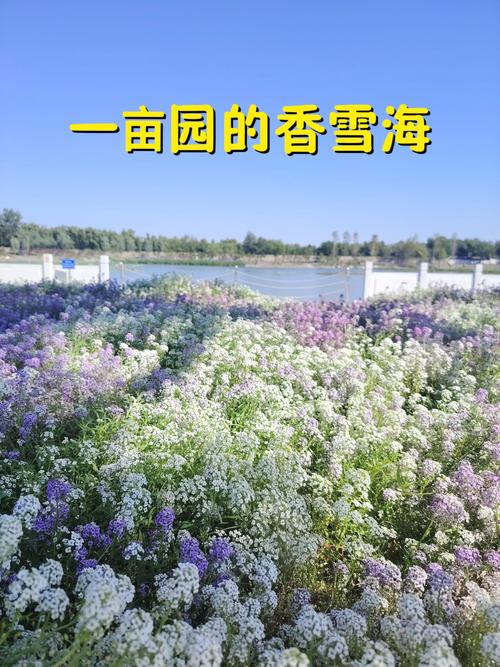 香雪海！北京這些“丁香秘境”進(jìn)入最佳觀賞期！