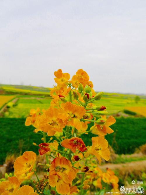 漢中“油菜花海 在外網(wǎng)炸鍋了，這美得簡(jiǎn)直不像話，太絕了！
