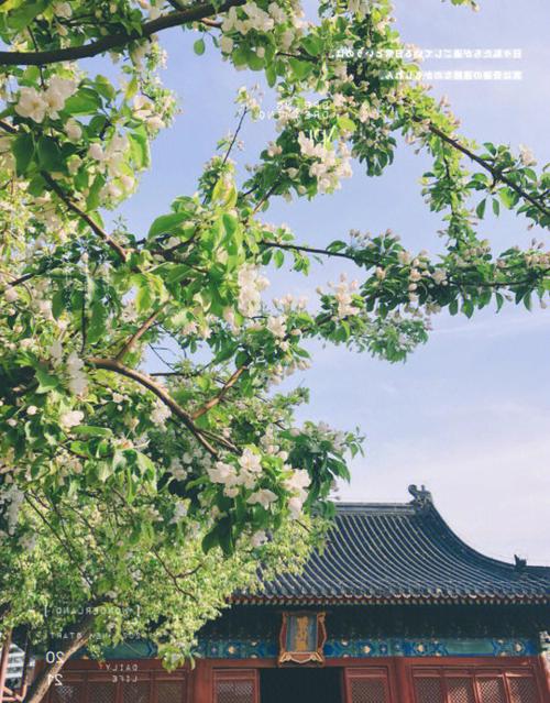 京城勝景！智化寺、玉淵潭里賞花尋春