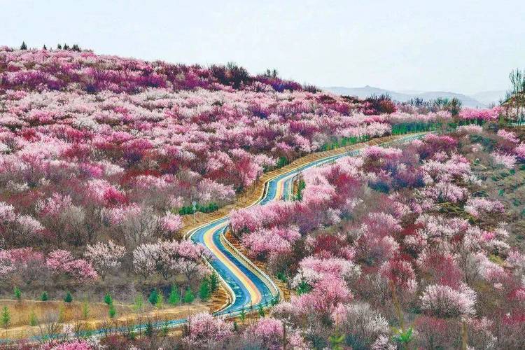 六盤山山花節(jié)6條精品旅游線路發(fā)布！