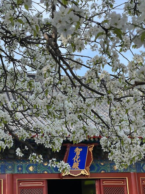 智化寺賞梨花 古殿檐角懸新雪，春風(fēng)過處雪成云。誰言空門無春色，一樹梨云渡古今