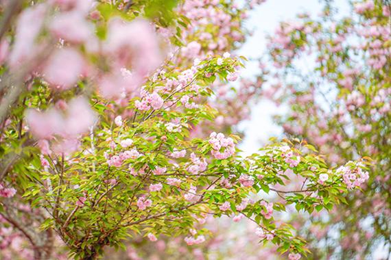 仁壽縣：櫻花綻放處 警”色正濃