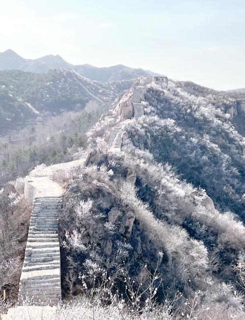 花季之約:龍泉峪長(zhǎng)城2025.4.1花期比往年來得早些