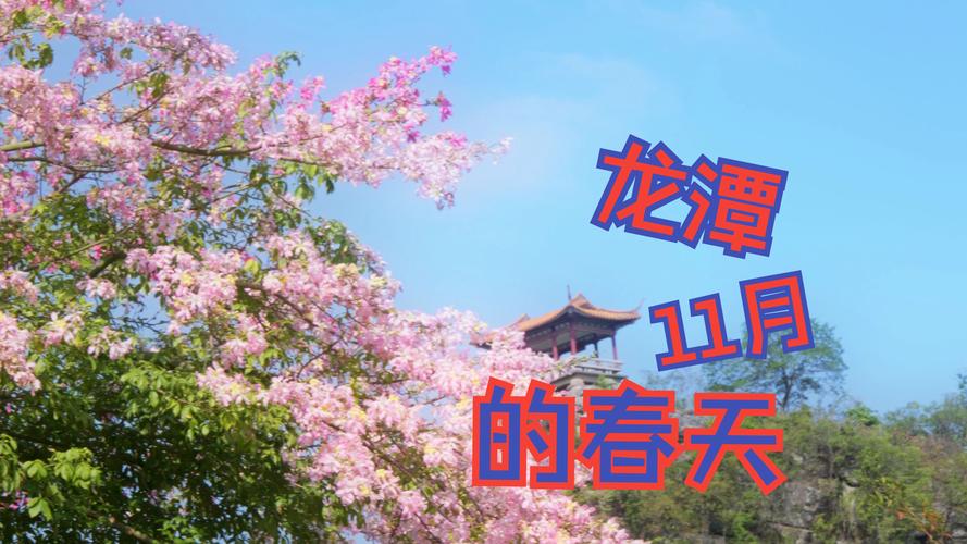 龍?zhí)逗洗簛碓?陽(yáng)春三月春暖花開 花期已至美好如初