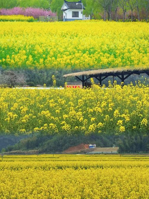 花開啰，江西婺源縣慶源古村落的油菜花開滿了田間地頭