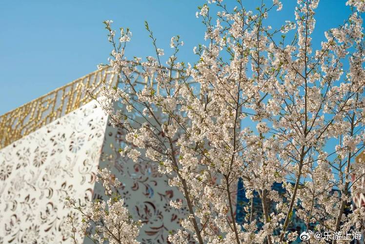 上海世博文化公園迎來櫻花盛開期