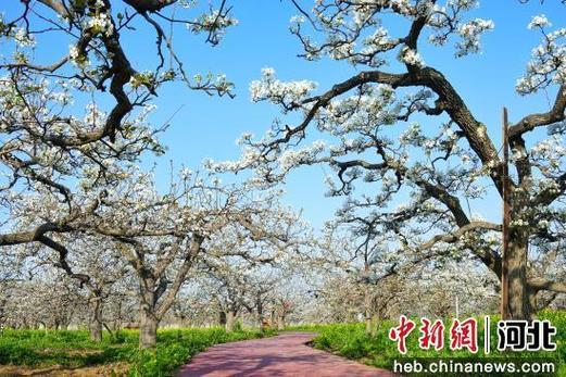 中新社 趙縣25萬畝梨園迎來最美賞花季