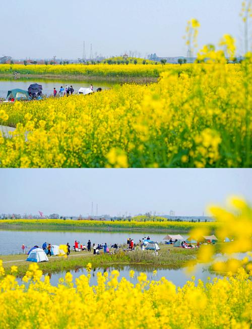邛崍3大絕美油菜花觀賞地攻略，自駕
