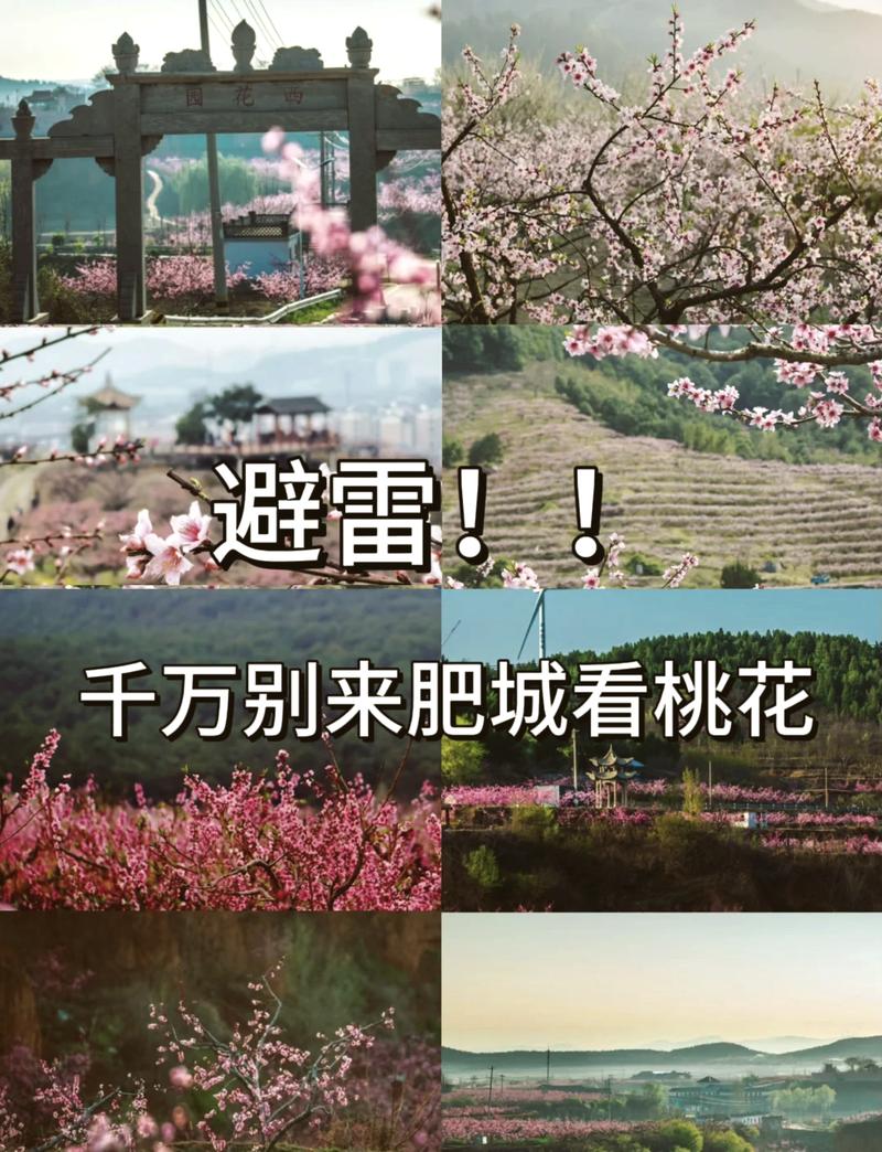 免門票，360度全景俯瞰，肥城桃花季3月28日—4月20日舉辦