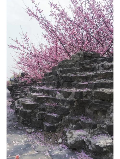 常熟西城樓閣正在舉辦城墻花朝會(huì)，滿園春花爛漫，美若童話世界