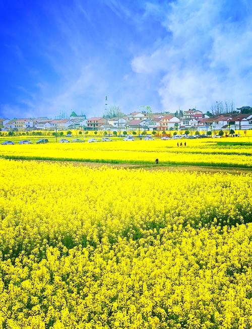 有一種春天叫做漢中油菜花開(kāi)。奔向開(kāi)滿油菜花的春天