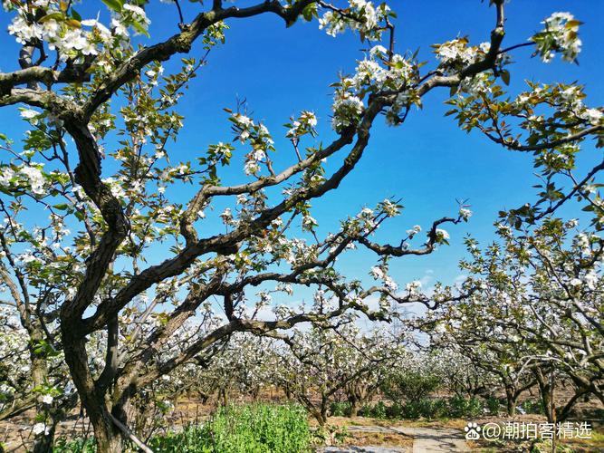 岱岳區(qū)夏張鎮(zhèn)：賞花正當(dāng)時 梨園美如畫