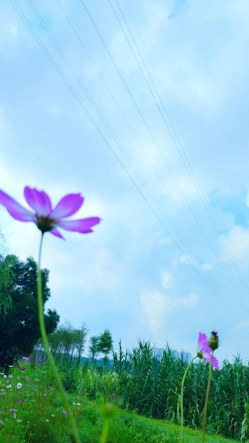 花之美#慢下來看世界 身邊的風(fēng)景無處不在 擁抱自然 放慢腳步