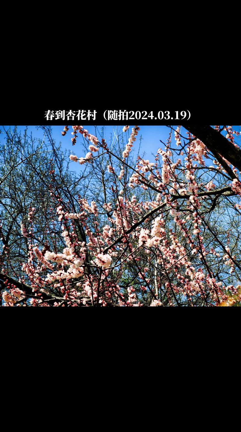 威海杏花村《杏花賦》紀(jì)實(shí)視頻#春天來啦，杏花開滿山坡??