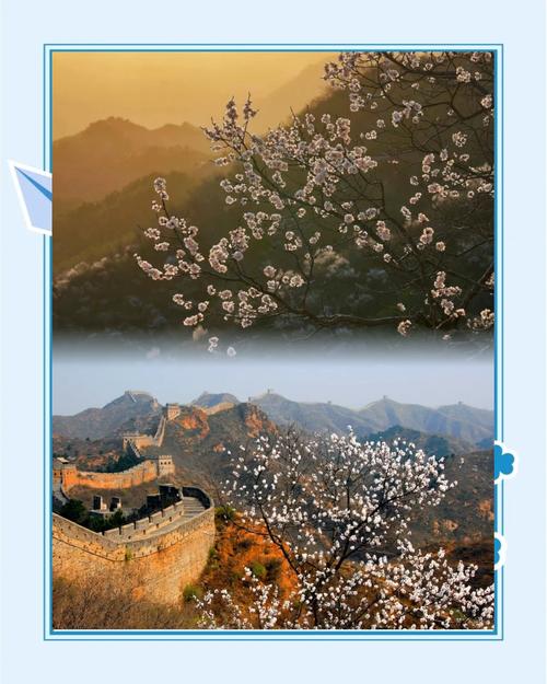 「當(dāng)長(zhǎng)城遇上杏花」金山嶺的千年春色