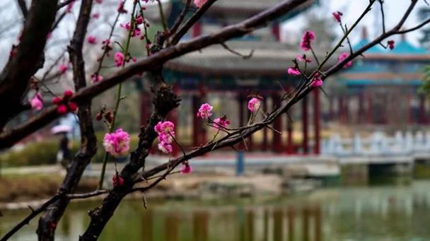 北京多家公園春花進(jìn)入最佳觀賞期，清明假期還有這些活動(dòng)