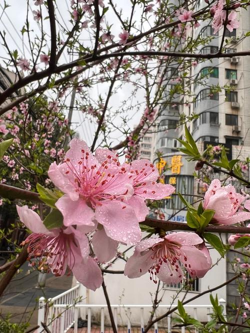 沈陽昨天下了小雨，雨后路邊的桃花更鮮