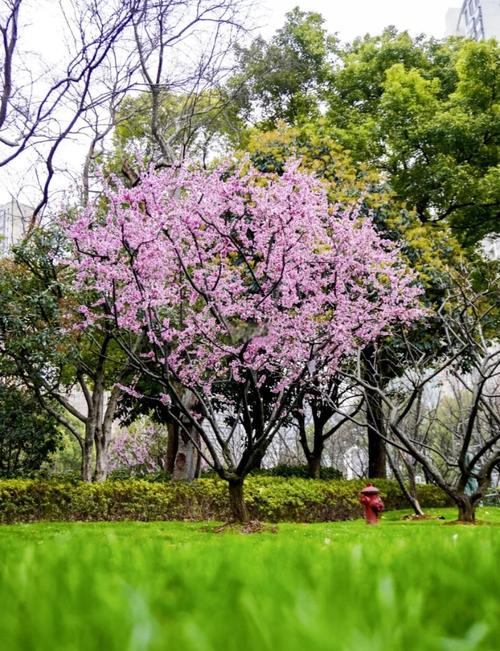 浦東湯巷公園櫻花大道正在盛開(kāi)！以后近郊賞花，認(rèn)準(zhǔn)這個(gè)冷門公園