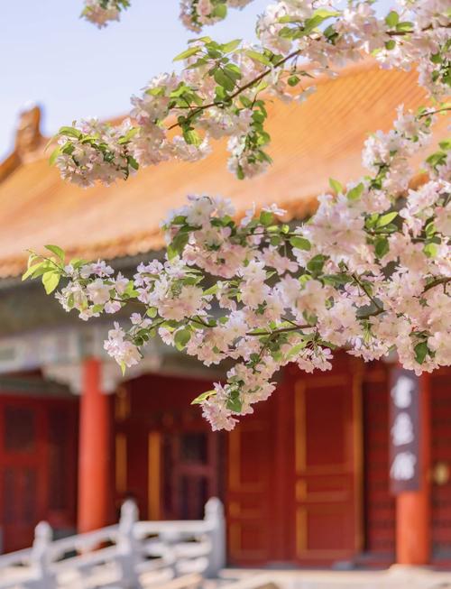 海棠花節(jié)明日開(kāi)幕 賞花攻略看這里