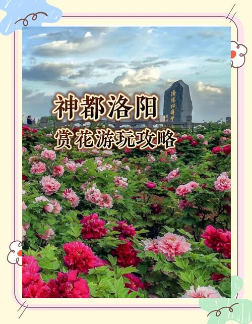 洛陽(yáng)牡丹：穿越千年的賞花指南來(lái)了｜一朵花讀懂一座城