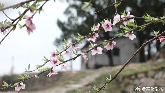 有約在“鮮”來奉化，炫一口“春天”