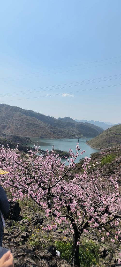清明遼陽(yáng)市龍石風(fēng)景旅游區(qū)，桃花盛開(kāi)景色秀美，可以免費(fèi)游玩
