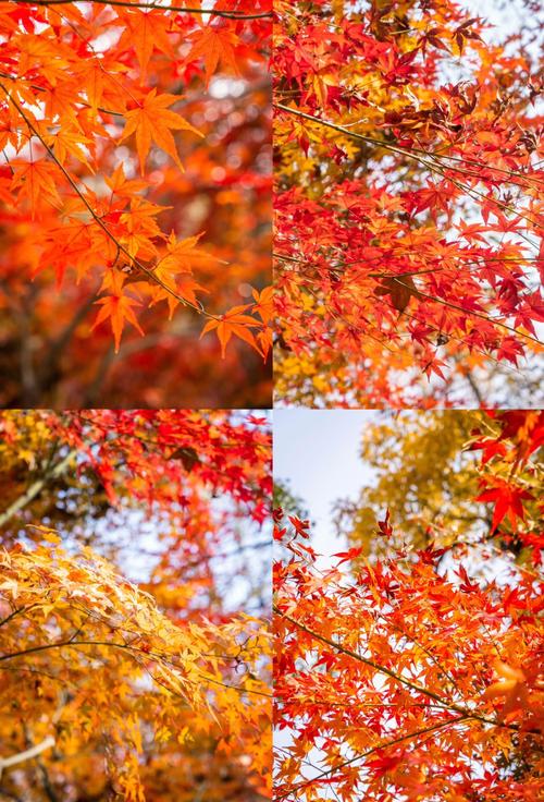 棲霞山春日限定丨紅楓“拍了拍”春天，說我來！