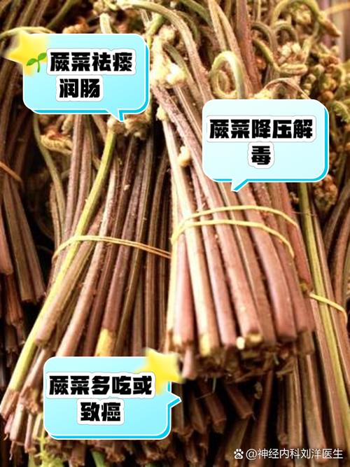 原來(lái)蕨菜花還有這作用，總是解決了我的煩惱，比花錢管用