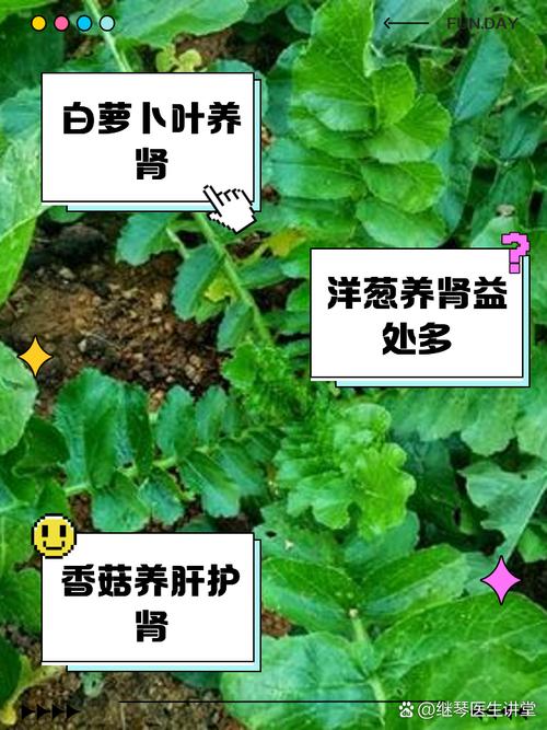 中國(guó)4大對(duì)腎好的蔬菜，非常便宜，來(lái)看看是什么菜！