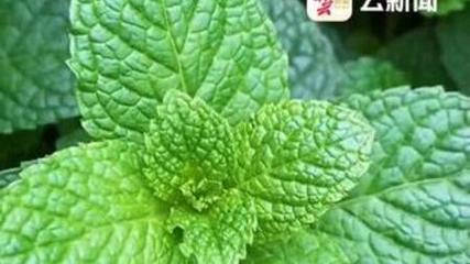 花樣百出的云南綠化帶，為啥沒有薄荷的身影