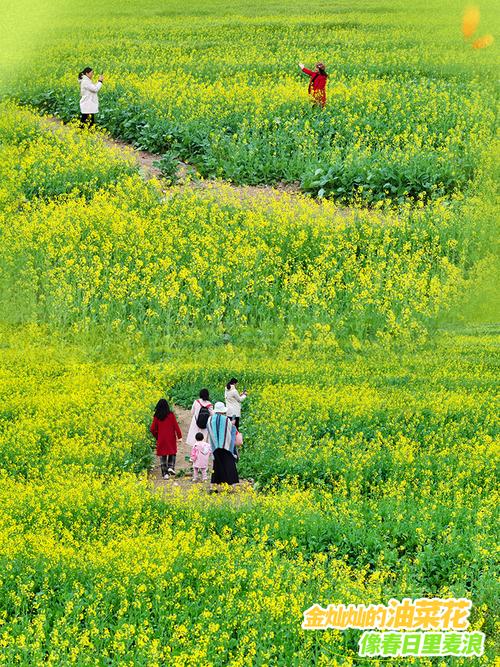 【綠色打卡地】青島女姑山公園油菜花?；鸪鋈? class=
