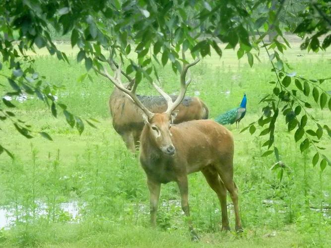 果然視頻|動物視界（385）動物園里的四不像—麋鹿