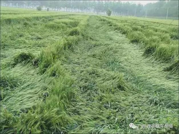 狂風侵襲春耕小麥前景堪憂農(nóng)民呼吁抗旱行動