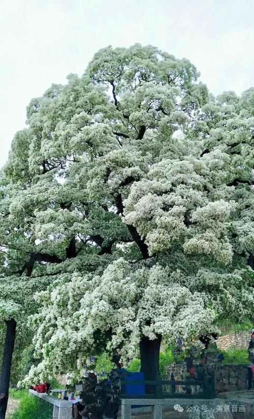 繁花似雪，千年古樹“流蘇”盛放，簡(jiǎn)直美爆了！