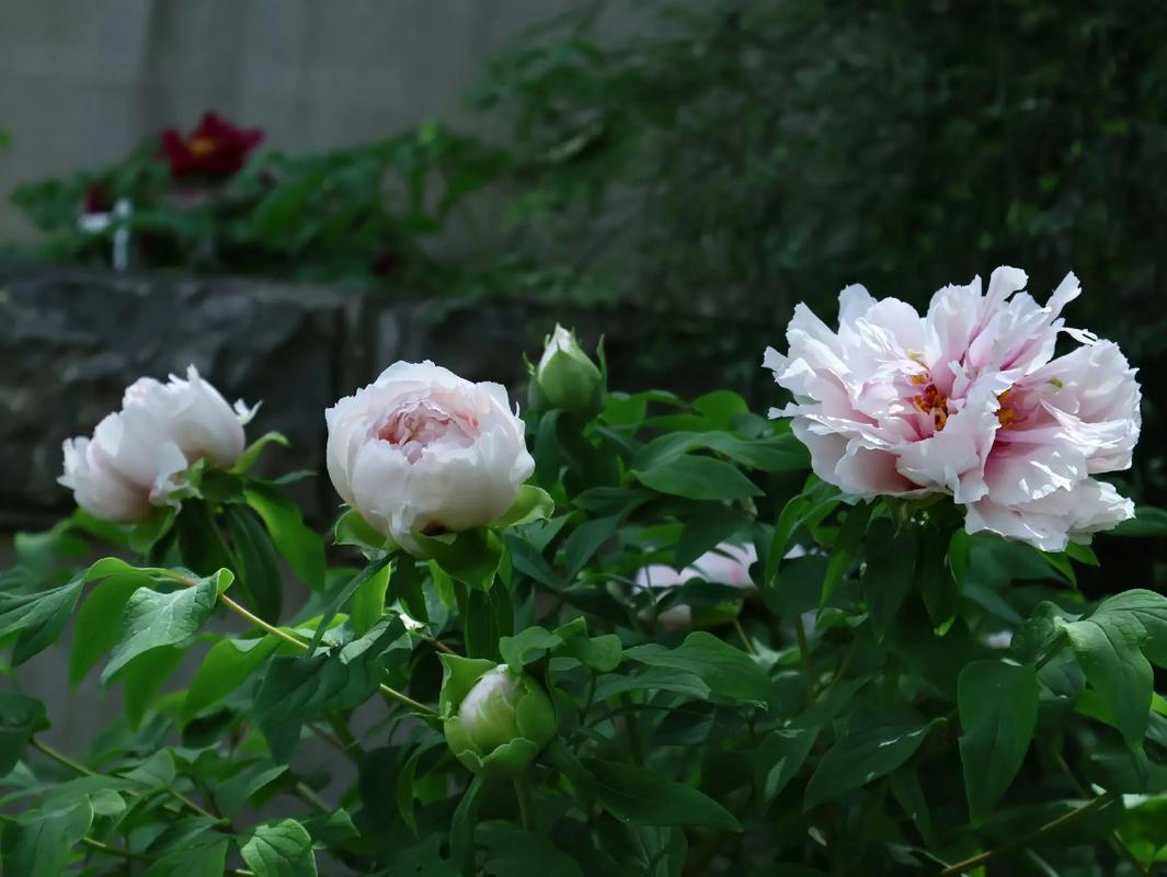 王城公園：滿(mǎn)園牡丹競(jìng)綻放