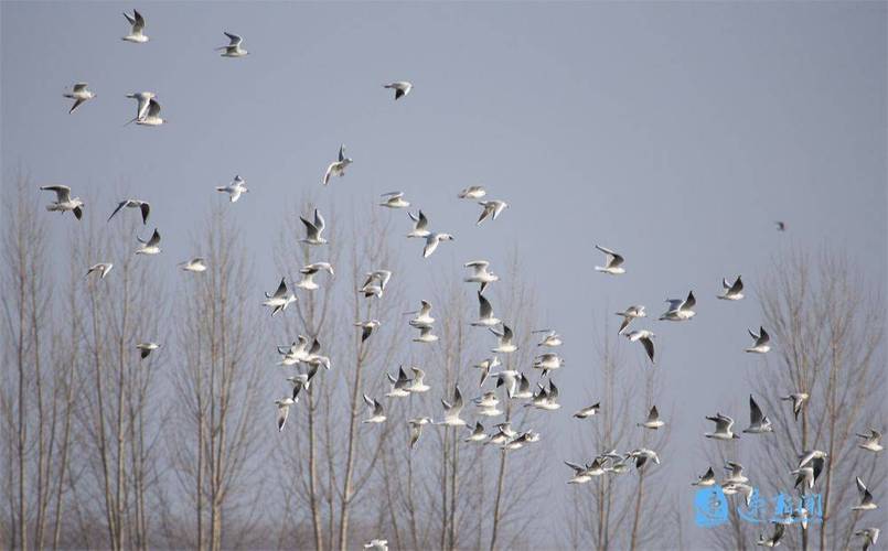 群鳥歡歌 逐岸“起舞”