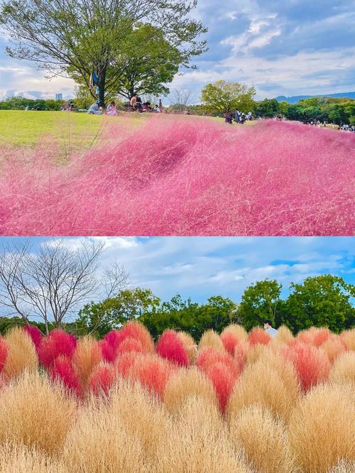 粉紅色的夢幻花海，靜謐的公園小路，心曠神怡！