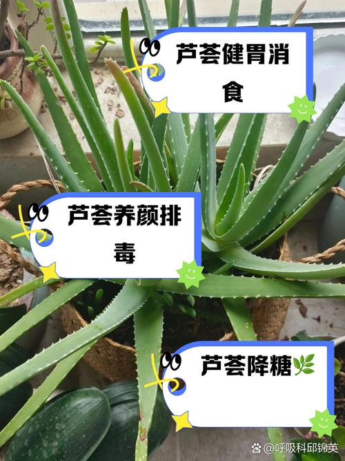 從葉片到餐桌：蘆薈的4種創(chuàng)意吃法實(shí)測