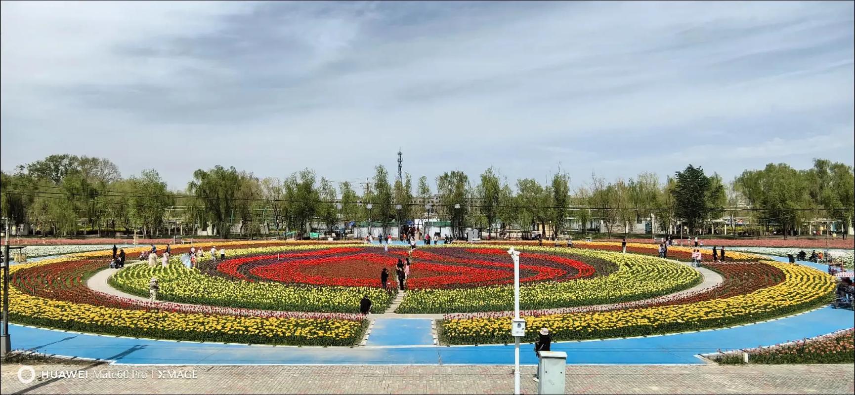 五家渠郁金香開園了，太美了?？靵泶蚩?郁金香花海