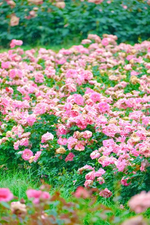 石家莊大學(xué)宿舍薔薇花墻盛放，邀你共赴一場(chǎng)粉色浪漫！