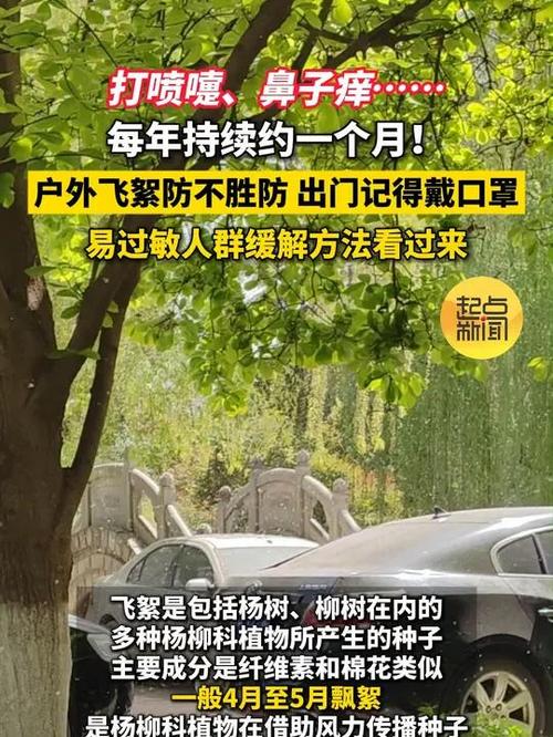 飛絮 撒歡”來襲，市民 口罩”接招